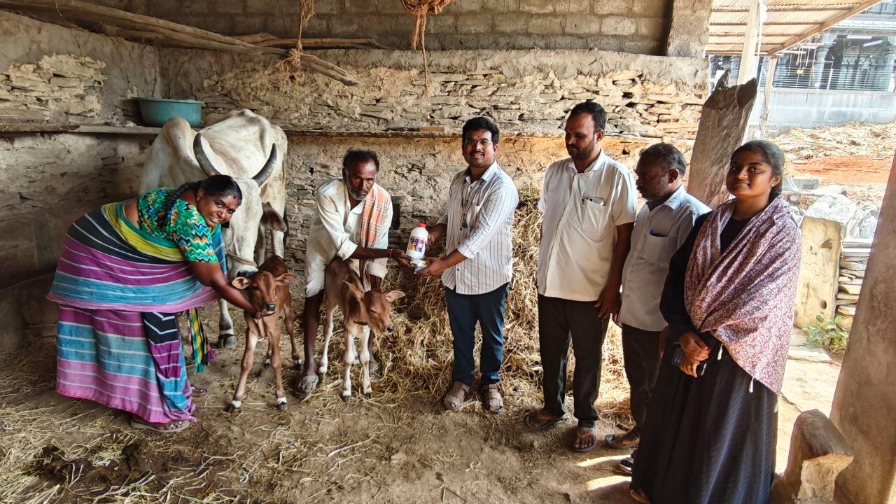 ఒకే ఈతలో కవలదూడలకు జన్మనిచ్చిన ఒంగోలు జాతి ఆవు