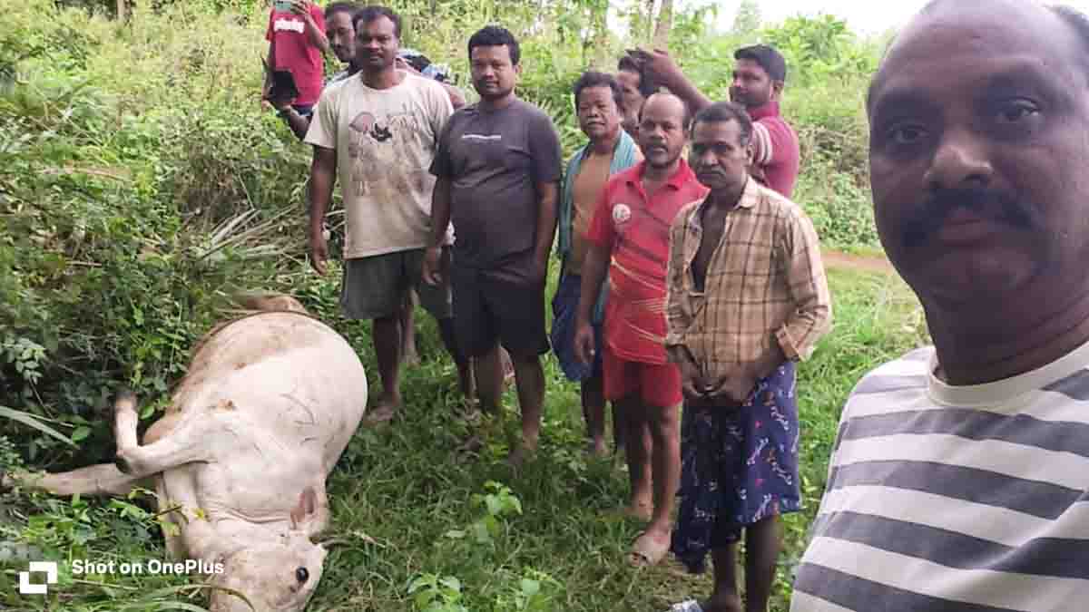 ఏజెన్సీలో పెద్దపులి బీభత్సం.. రెండు దూడలను చంపిన పులి, భయంతో వణికుతున్న గ్రామాలు